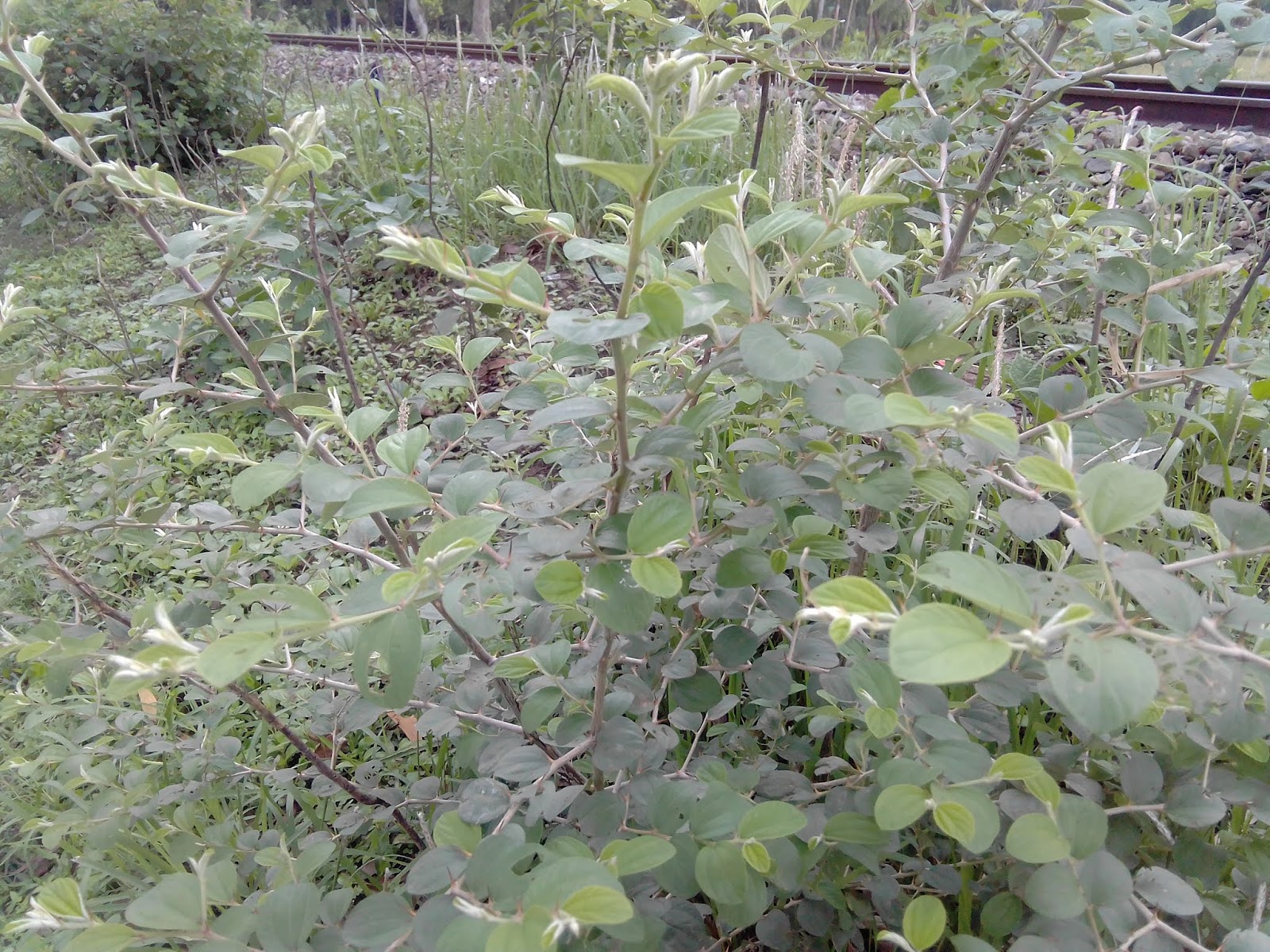 Worldwide Photographer Little plum tree from Bangladesh