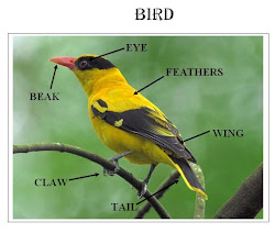 external features animals bird science observing recognising animal