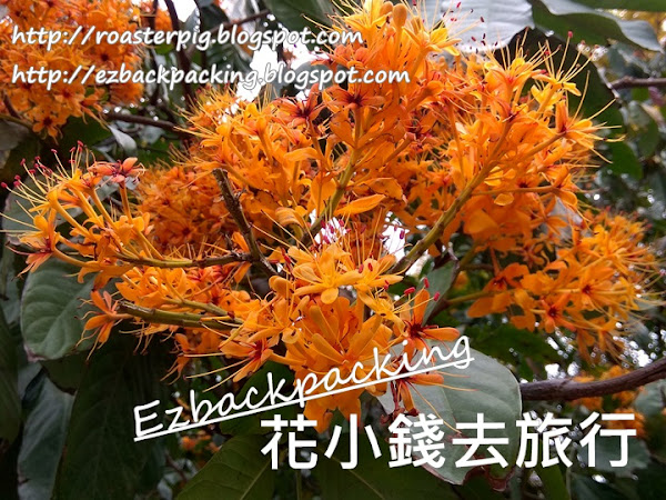 香港無憂樹2021:無憂花4月14日開花情報