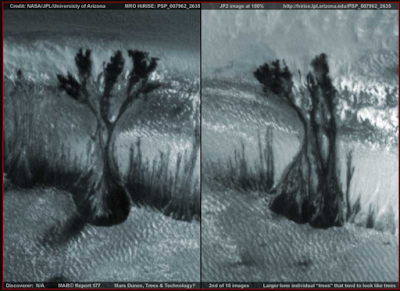 I-look-at-these-and-i-think-trees-on-mars-and-nothing-else