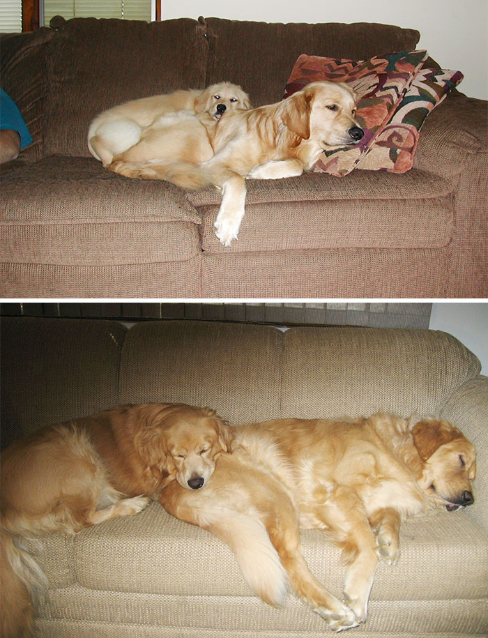 50 Heart-Warming Photos of Animals Growing Up Together - Sharing The Couch Then And Now 50 Heart-Warming Photos of Animals Growing Up Together - Sharing The Couch Then And Now