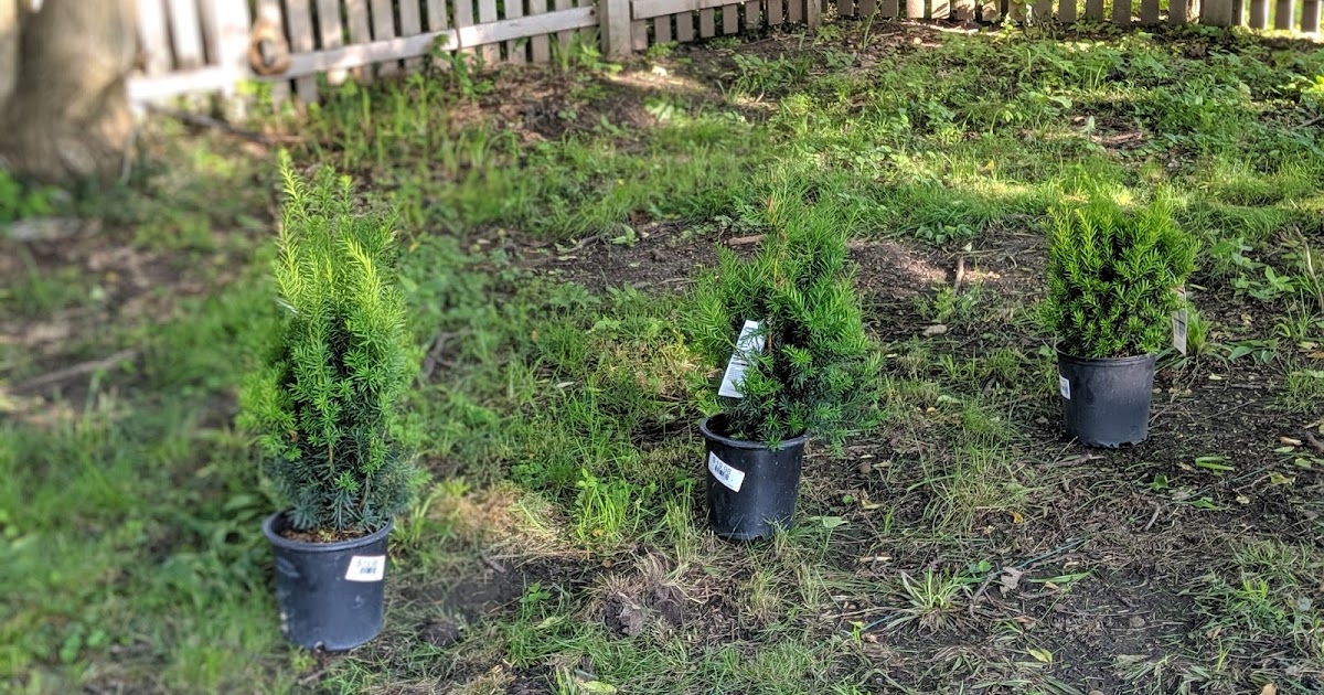 An Upright Hicks Yew Hedge Starting Small