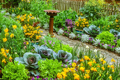 Transform Your Yard: Top Edible Landscaping Ideas for Home Gardeners