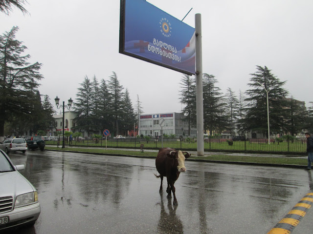 En Georgia puedes encontrarte vacas tan panchas cruzando la carretera