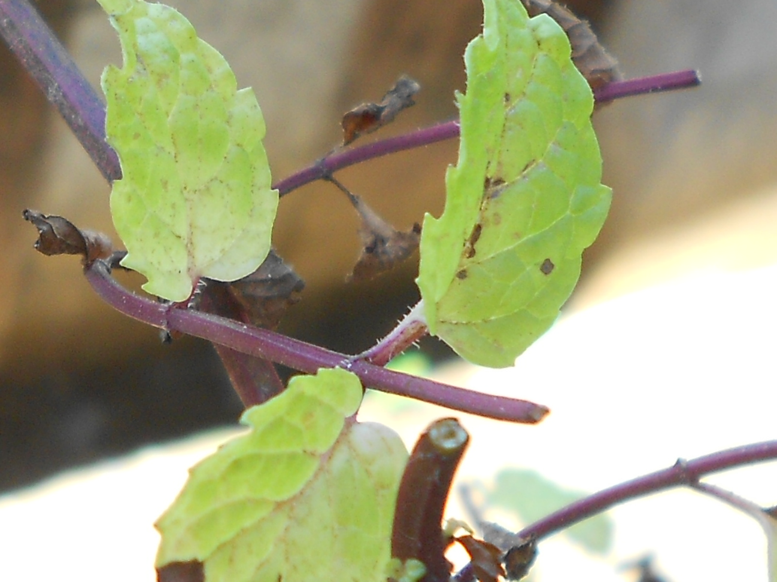 Davao Diaries Some of my mint leaves have survived the wilt