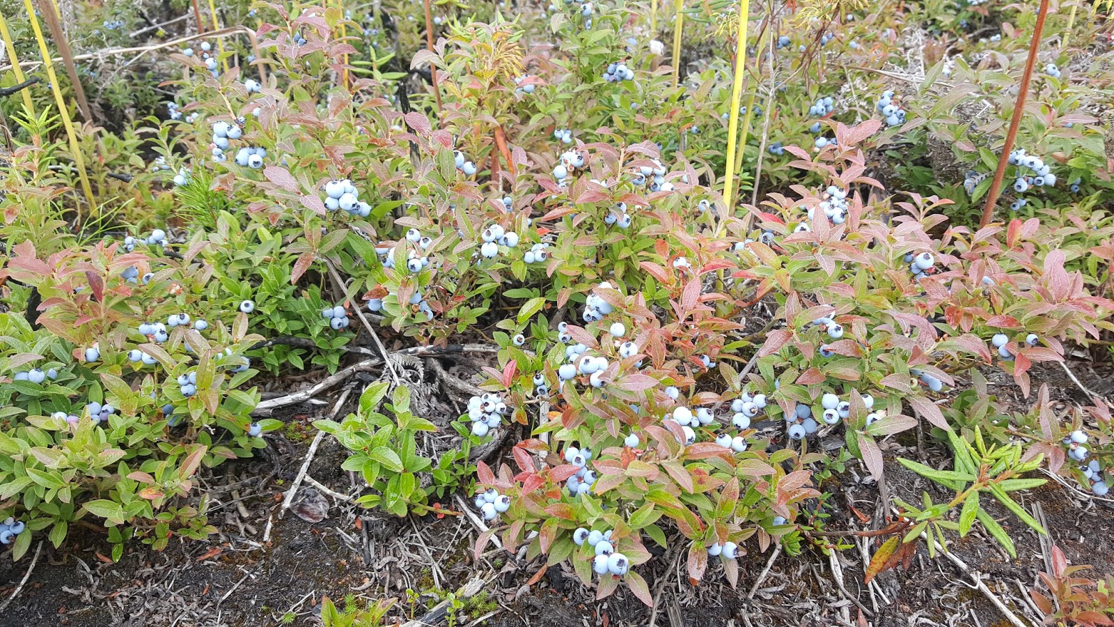 Wild Harvests The Blueberry Bounty of Burns Bog