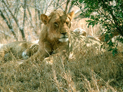 Kruger National Park, lion, lioness, big cat, South Africa, safari, wildlife
