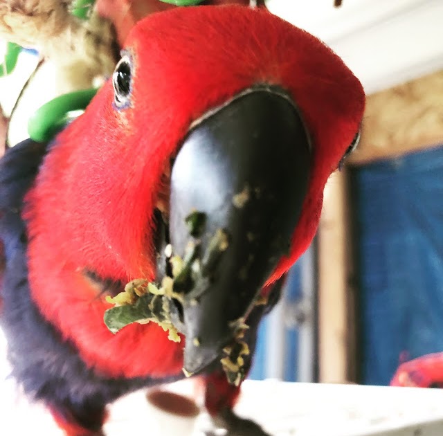 10+ Bird Chop Recipe LinsayNathan