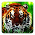 Tigers-Live-Wallpaper