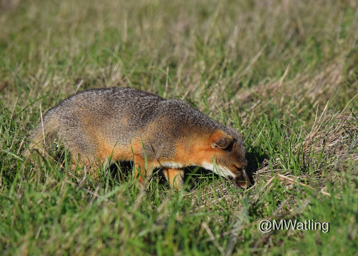 Friends of the Island Fox: Is That An Island Fox? Identifying North