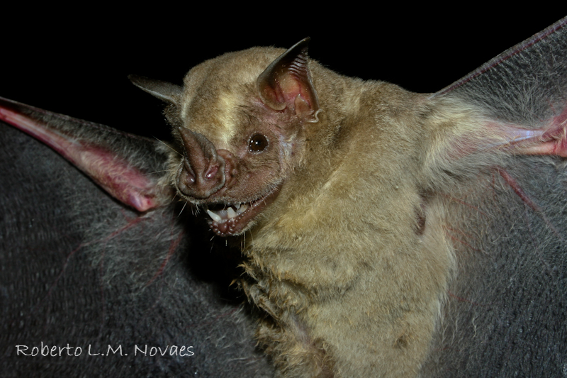 morcego da espécie Artibeus planirostris