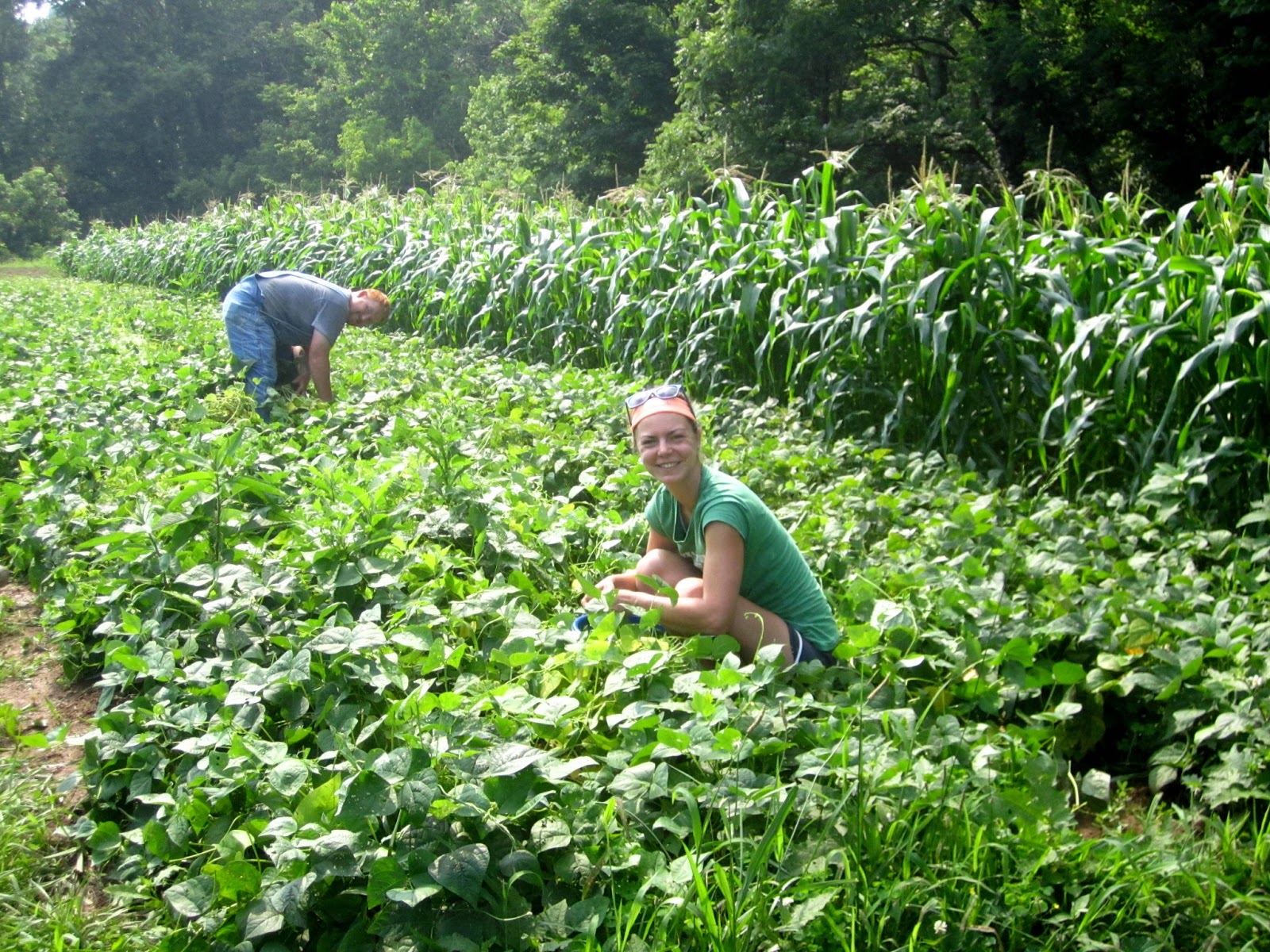 Field Of Beans Hours at Mary Thompson blog
