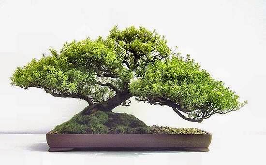TITIK FILE: ANEKA RAGAM TANAMAN BONSAI