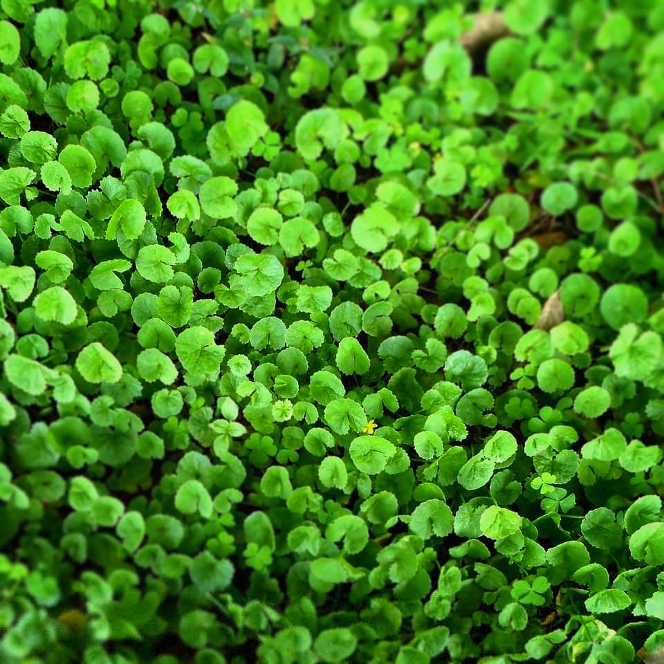Brahmimandukparni (Centella Asiatica) (ब्राह्मी) Introduction