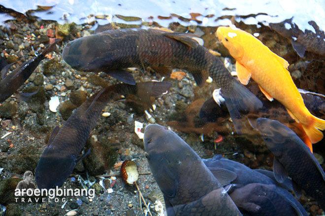 ikan emas pemandian cikoromoy pandeglang banten