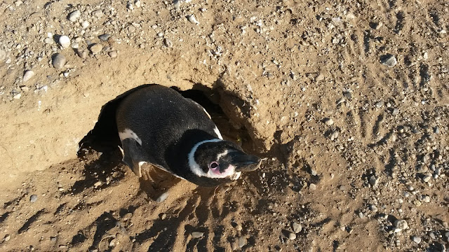 pinguino-magellano-casa