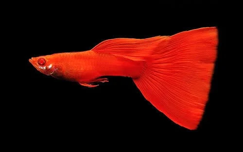 Ikan Guppy Super Red - Cara Budidaya Ikan