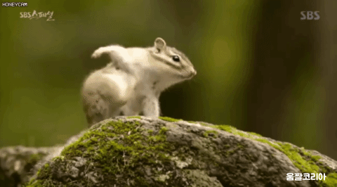 2.gif