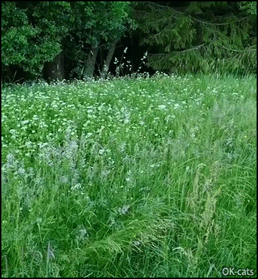 Amazing Cat GIF • Leaping cat in the fiekd. It's a catilope jumping over high grass like a crazy rabbit Amazing Cat GIF • Leaping cat in the fiekd. It's a catilope jumping over high grass like a crazy rabbit
