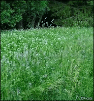 Amazing Cat GIF • Leaping cat in the fiekd. It's a catilope jumping over high grass like a crazy rabbit
