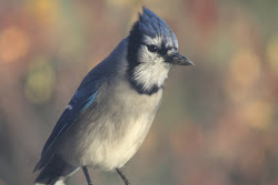 nova scotia bird pretty fly field cumberland notes county