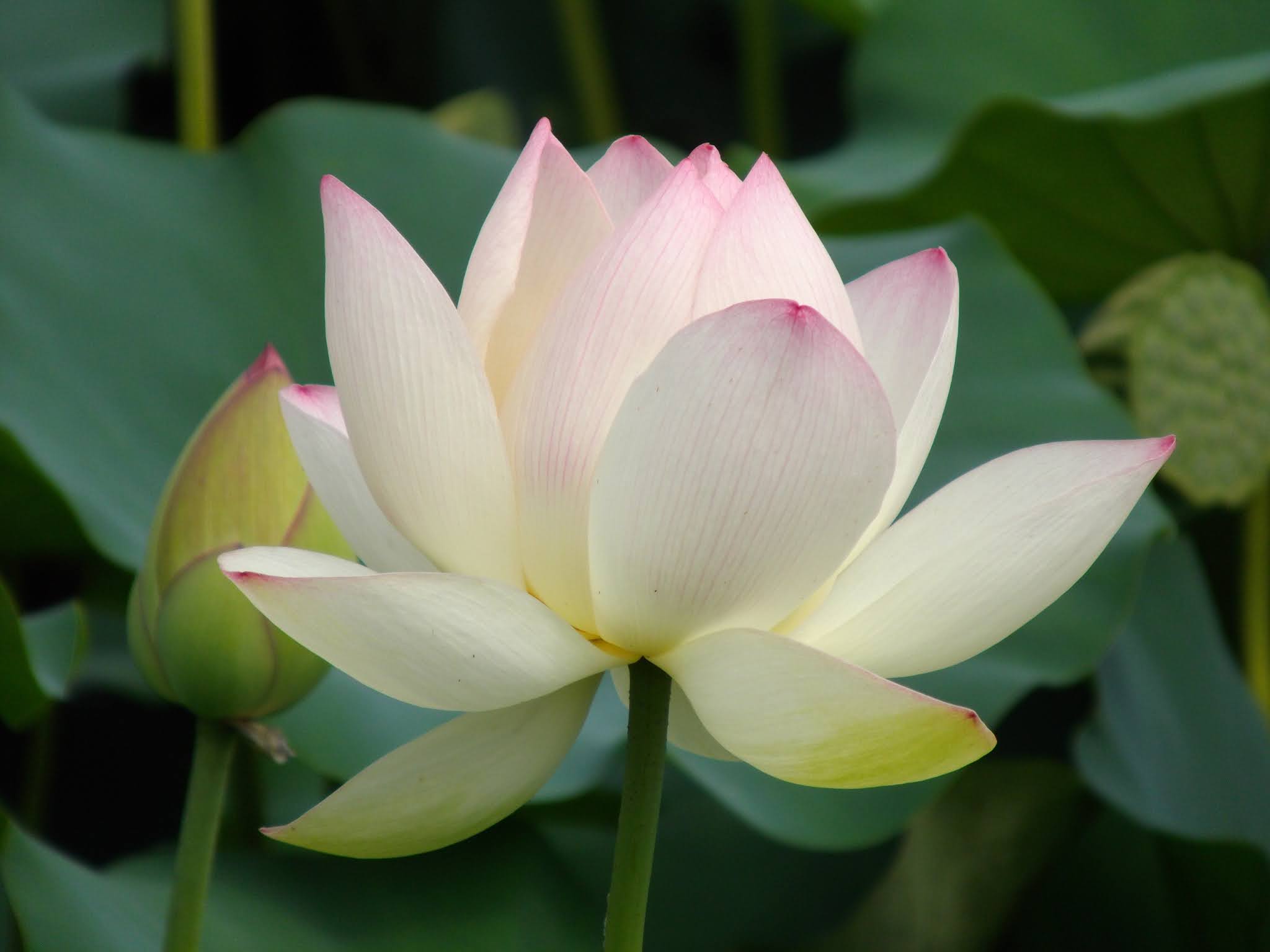 今年 琵琶湖でハスの花を見ることは出来るか 消えた蓮その後