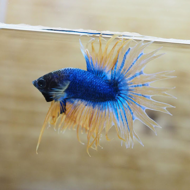 The Best Live Male Blue Mustard Gas Crown Tail Betta Fish With Black