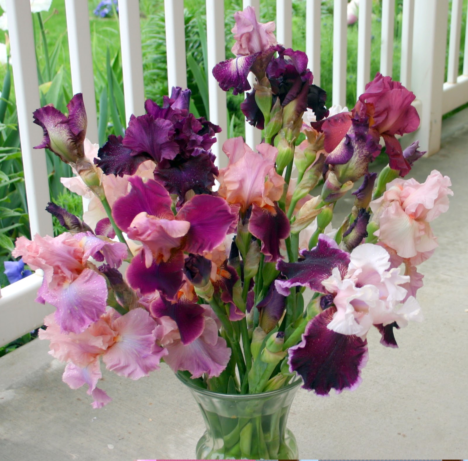 World of Irises "Talking Irises" DISPLAYING IRISES Using a variety of flowers, vases and