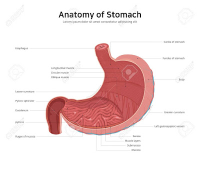 Simple stomach diagram | Stomach structure | Stomach Anatomy - Pharmacy