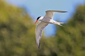 Common Tern