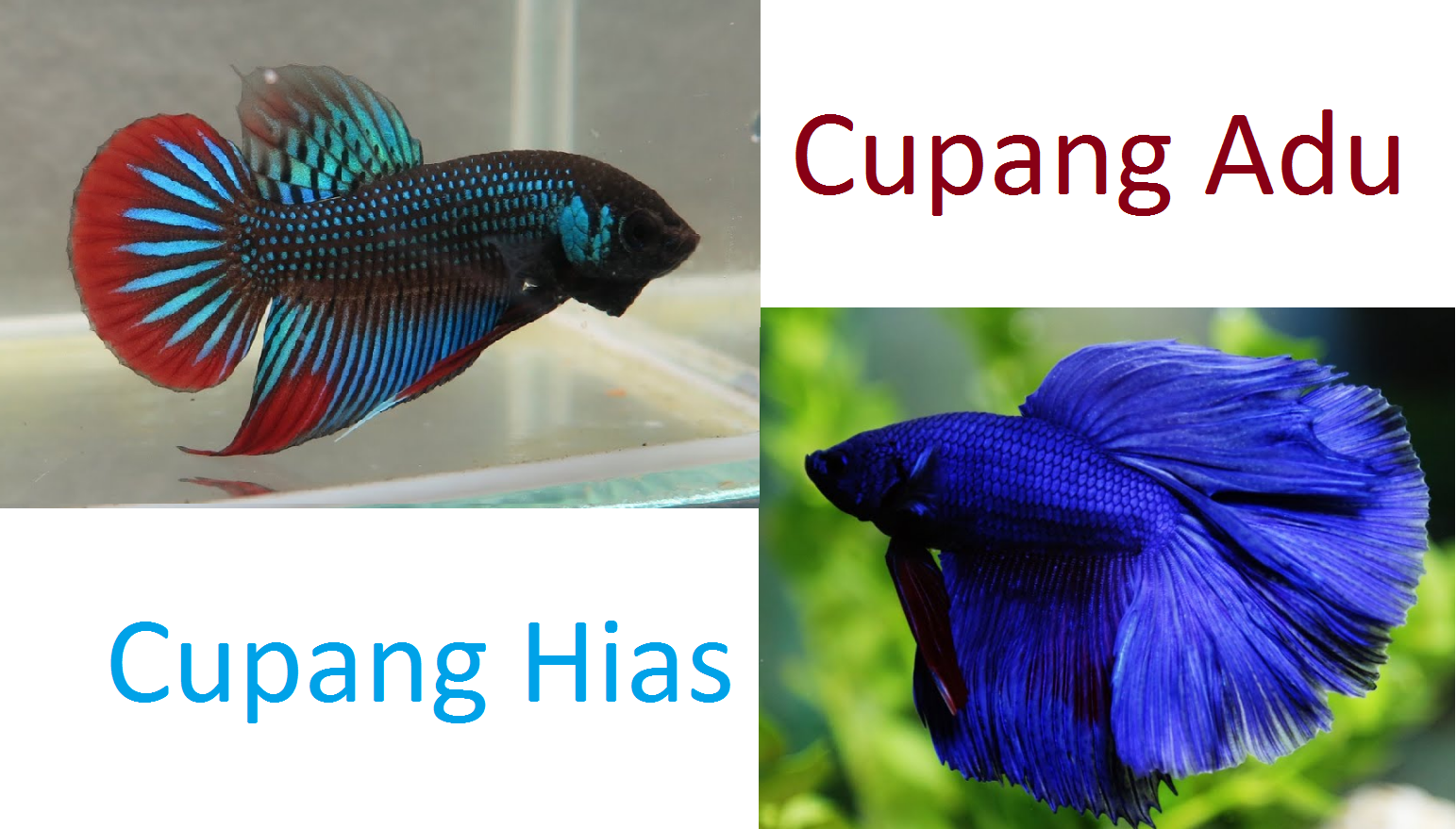 Perbedaan Cupang Import dan Lokal: Apa yang Perlu Anda Ketahui Perbedaan Cupang Import dan Lokal: Apa yang Perlu Anda Ketahui