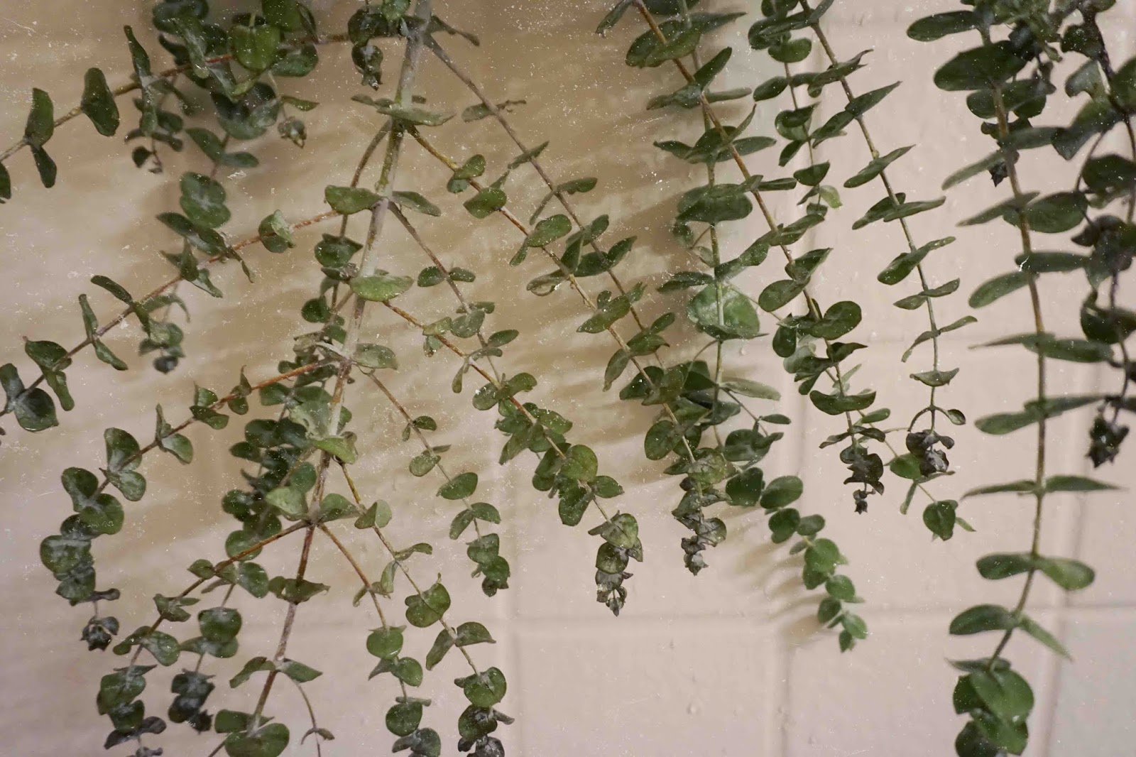 Your Guide to Fresh Eucalyptus Leaves in the Shower / Carmen Varner