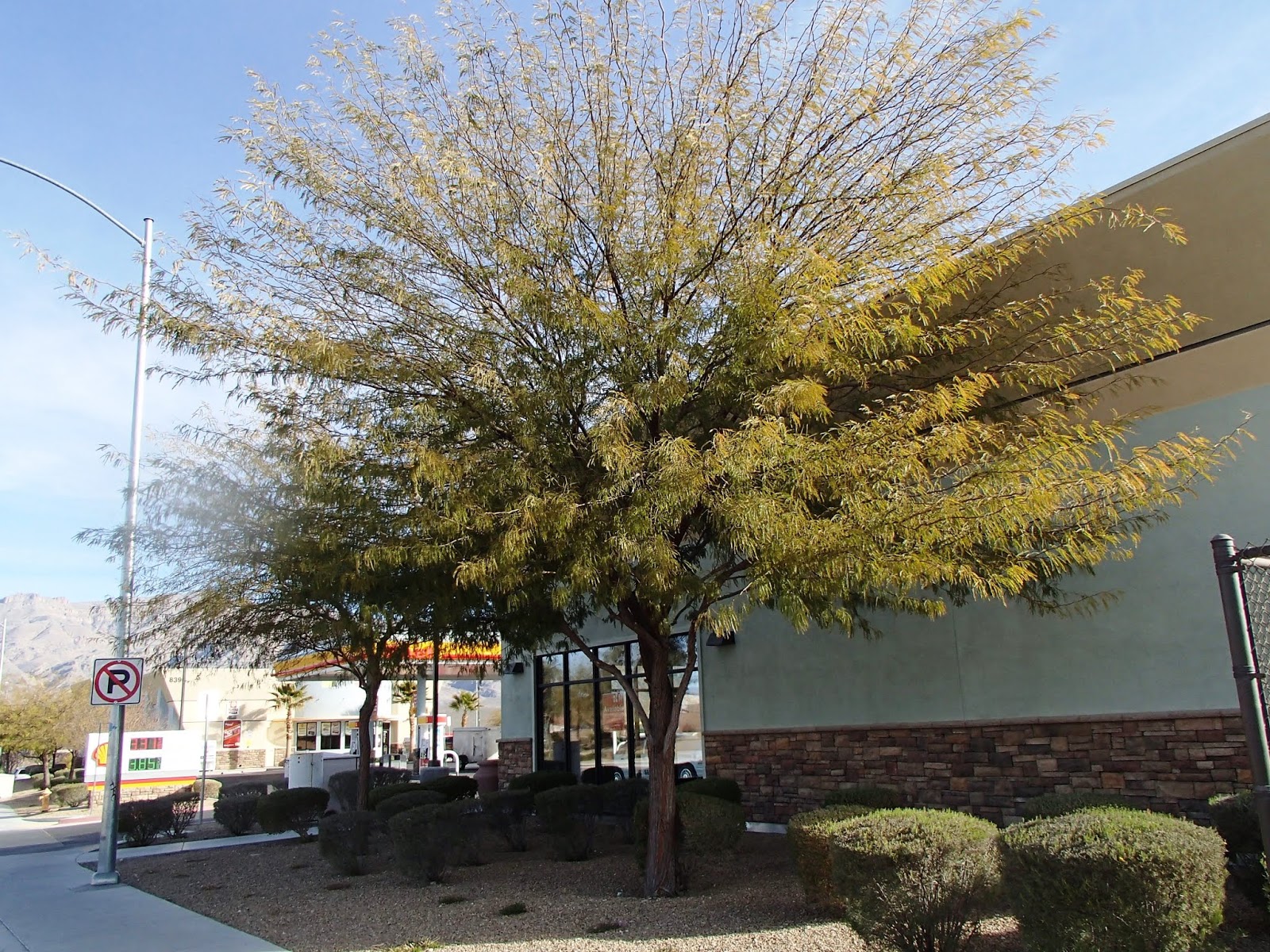 Xtremehorticulture of the Desert Mesquite Trees are Water Opportunists