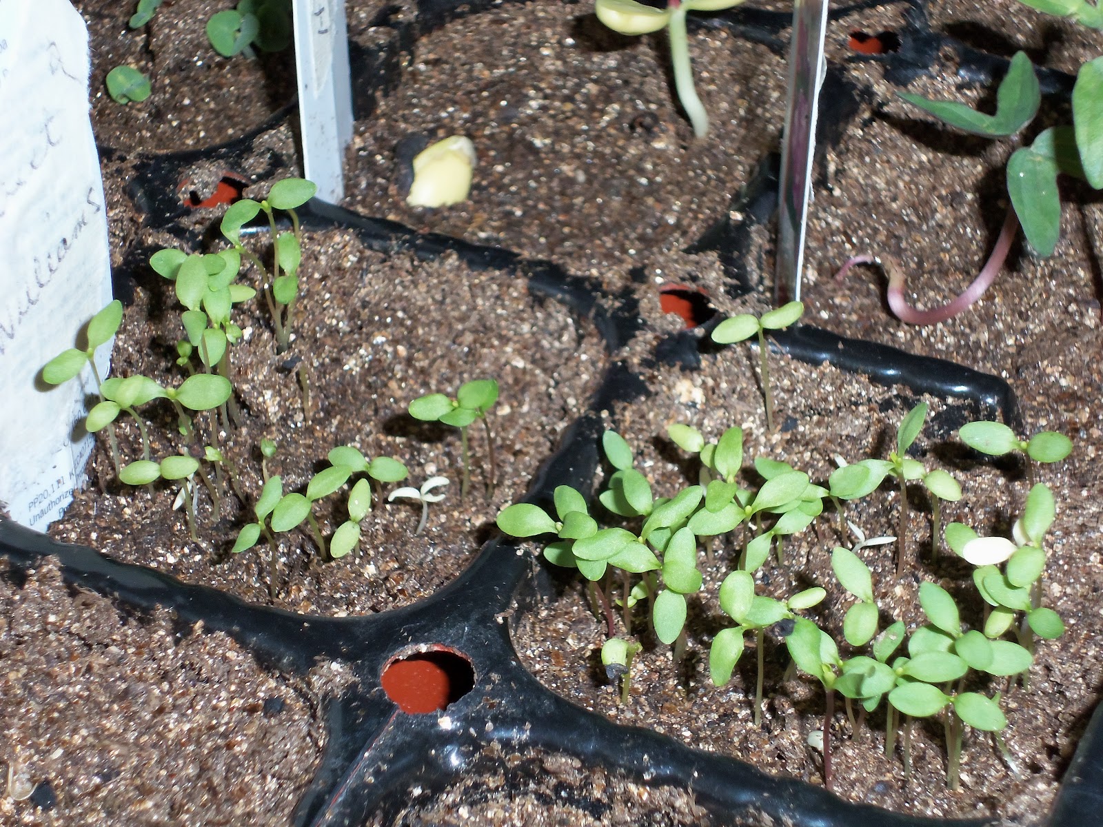 The Everyday Gardener GERMINATING EXPERIMENT