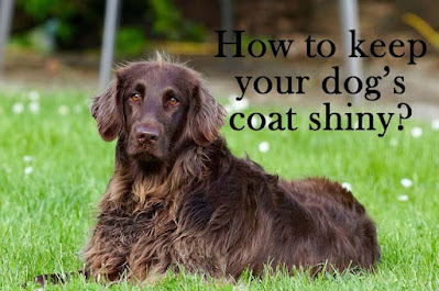 Keep your dog's coat shiny