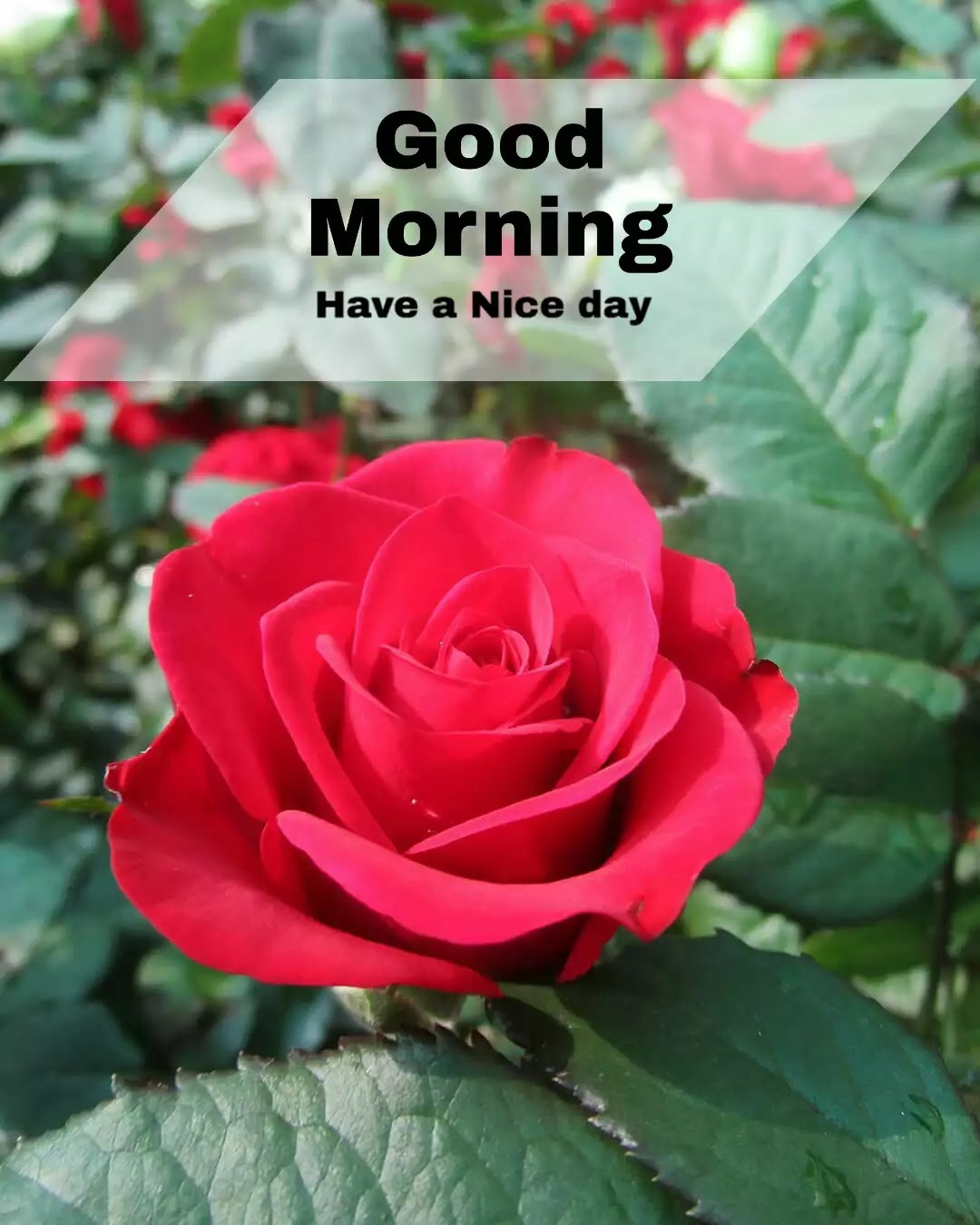 103+ Good Morrning Flowers Images , Photos Free Download ...