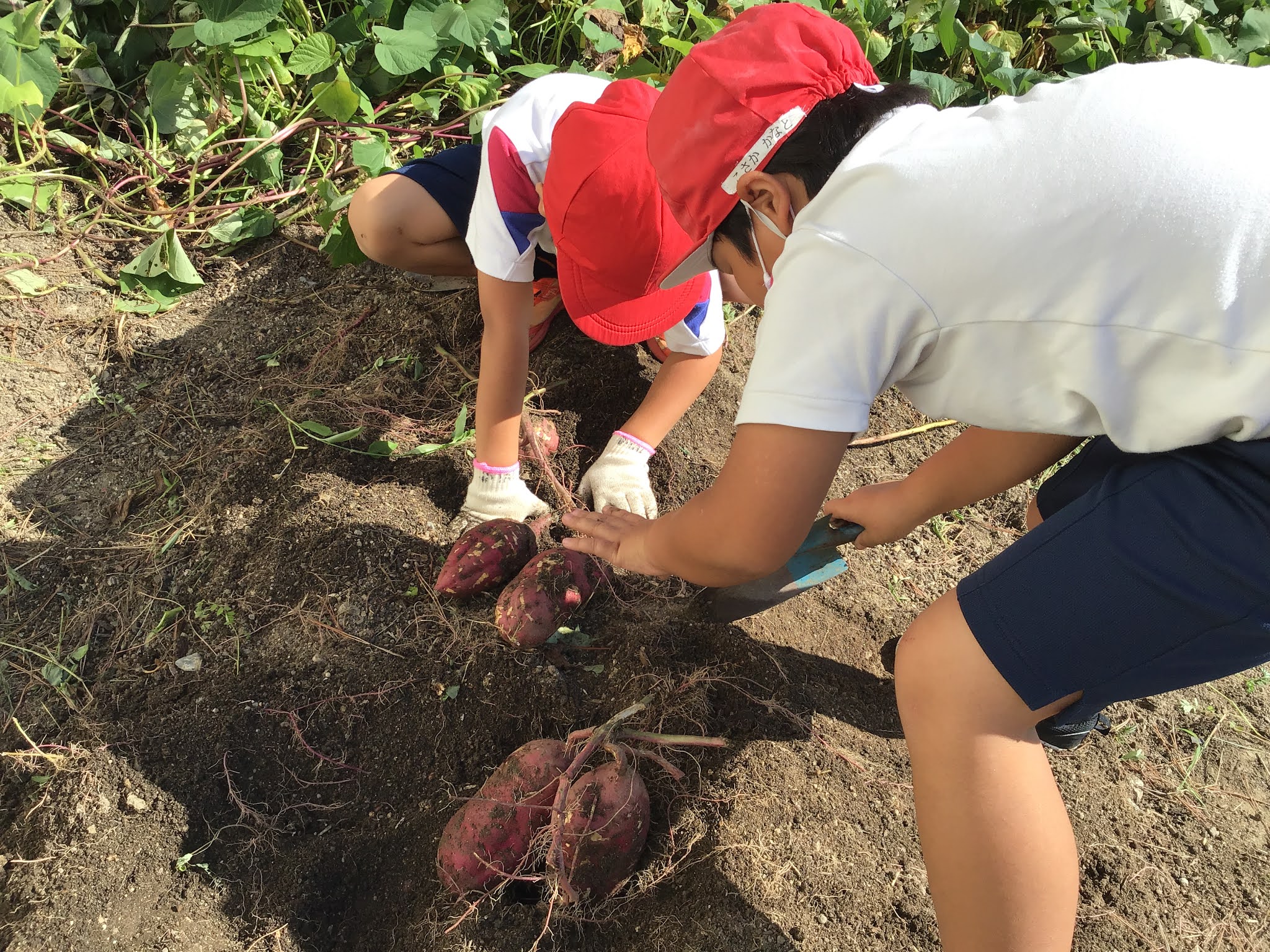 松阪市立第三小学校 秋の収穫 １年生さつまいも掘り