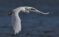 Little Egret - Birds In Flight Photography: Canon EOS 7D Mark II Gallery