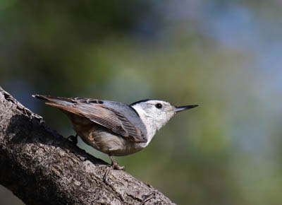Photo of White-breasted Nuthatch on a branch Photo of White-breasted Nuthatch on a branch