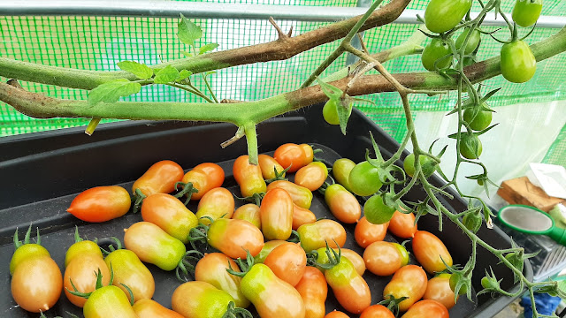 Blight on tomatoes