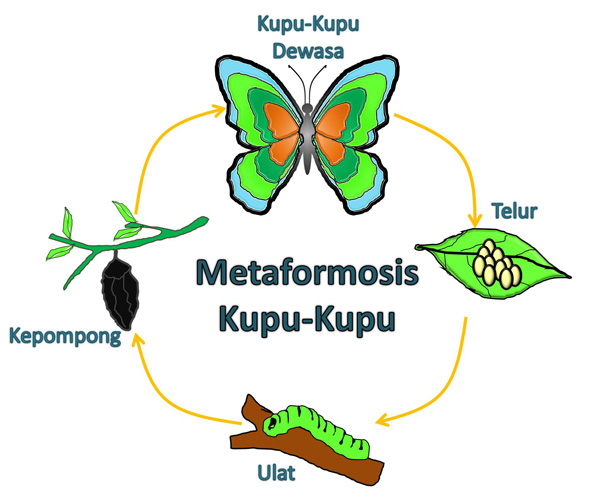 Mengenal Proses Metamorfosis Pada Hewan Berbagi Ilmu Pengetahuan Umum