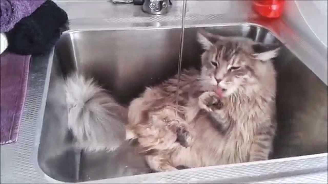 Pets N More Top 10 Cat Breeds Who Love Water