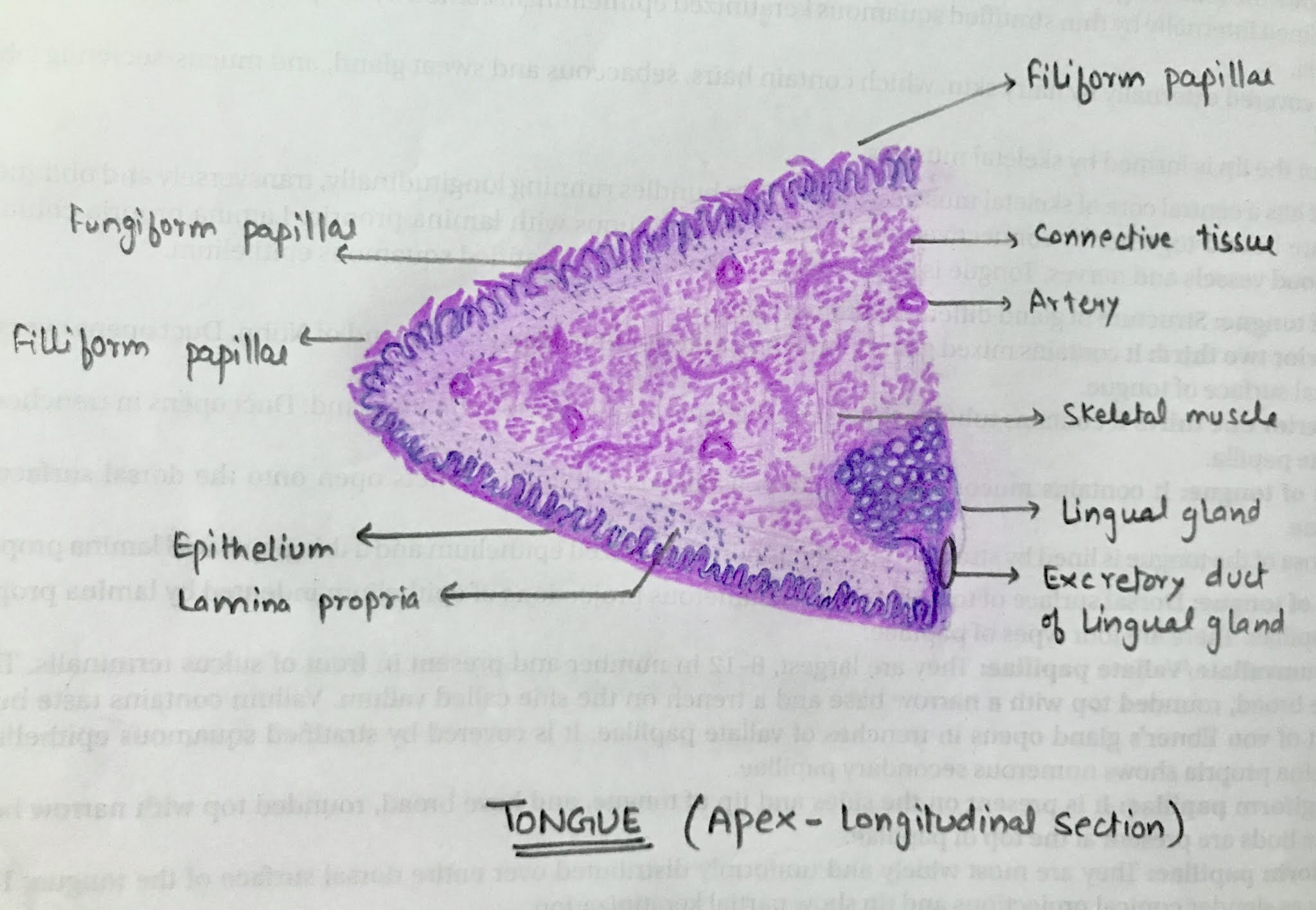 Tongue (Apex longitudinal Section)