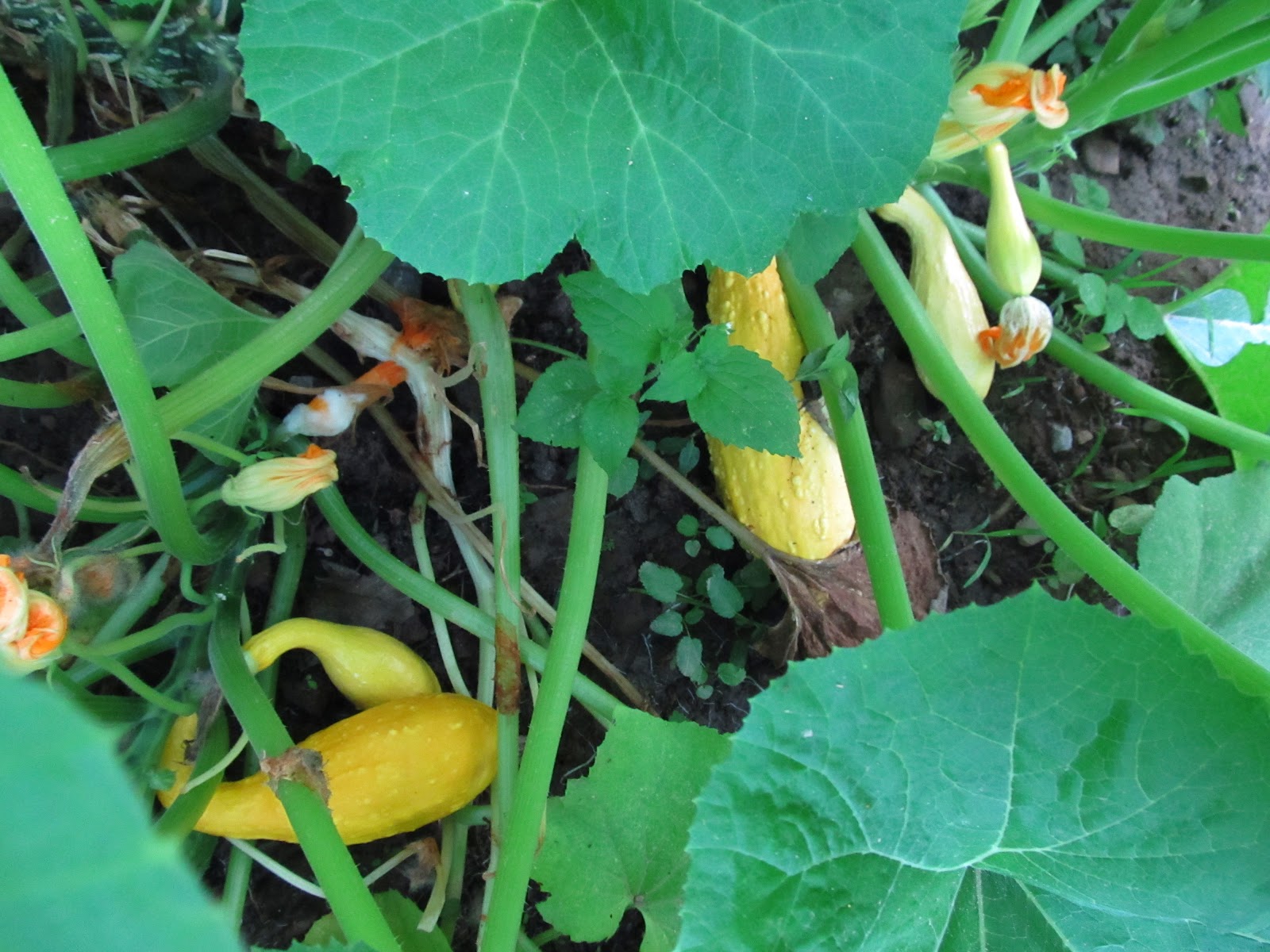 Grow Appalachia And the Summer Squash continues to Produce! More