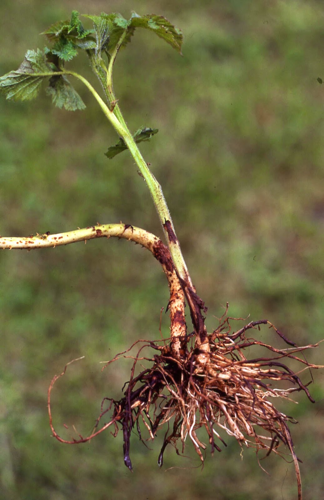 Deeper Writing (and Reading) of the World: POETRY AND MUSIC: DANGLING ROOTS