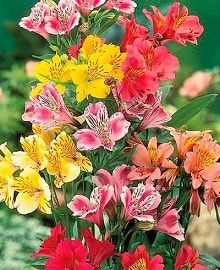 alstromeriya