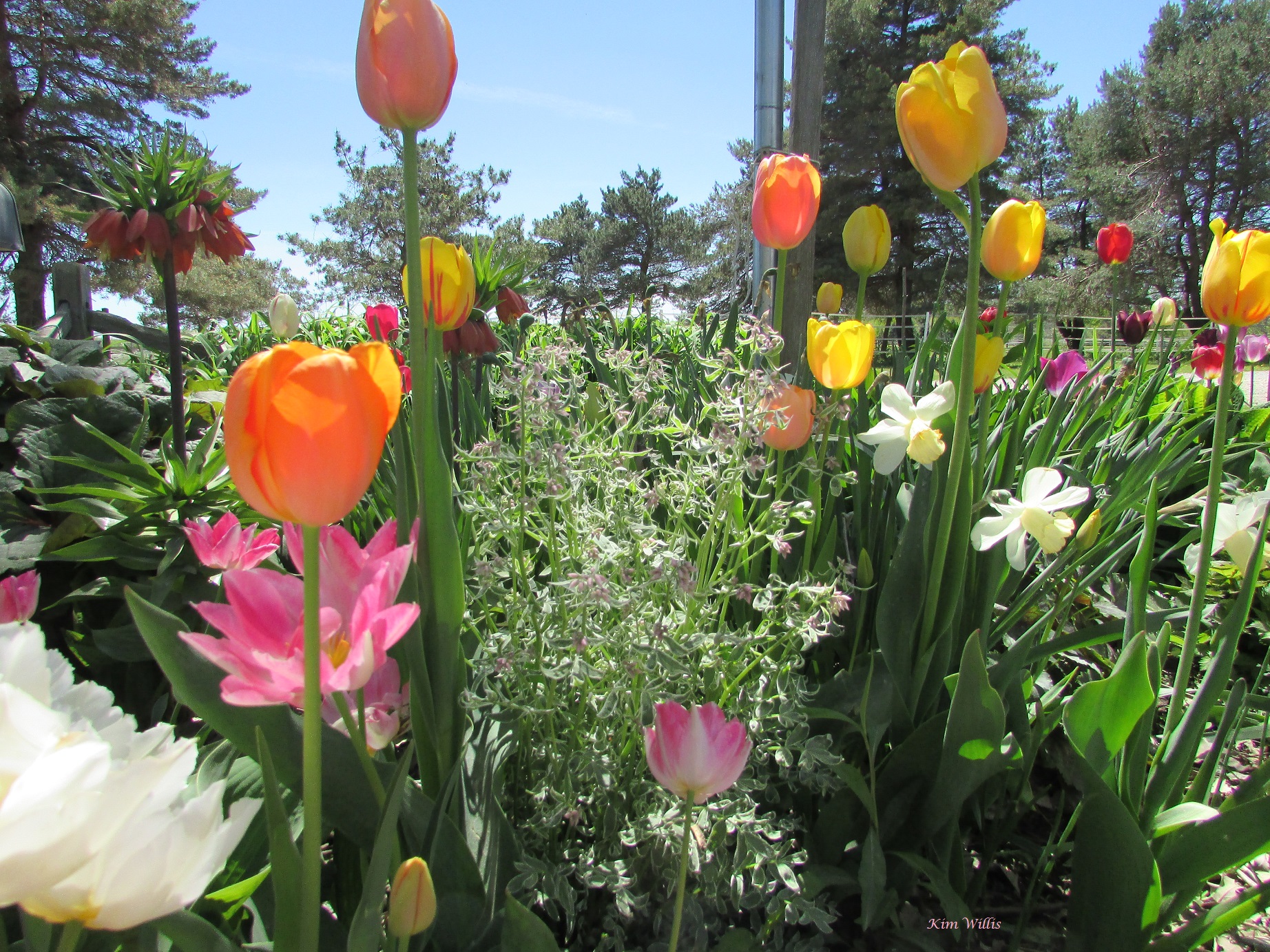 Gardening Granny's Gardening Pages May 4, 2021 It's May, plant