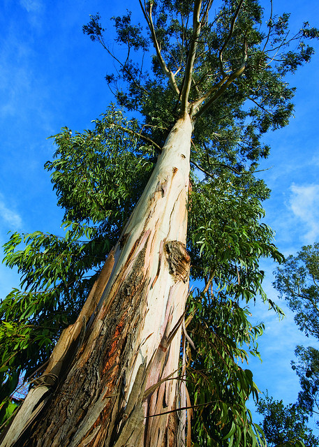 Достигают 150 метров. Эвкалипт царственный Тасмания. Австралийский царственный эвкалипт. Эвкалипт в Австралии. Австралийский эвкалипт дерево.