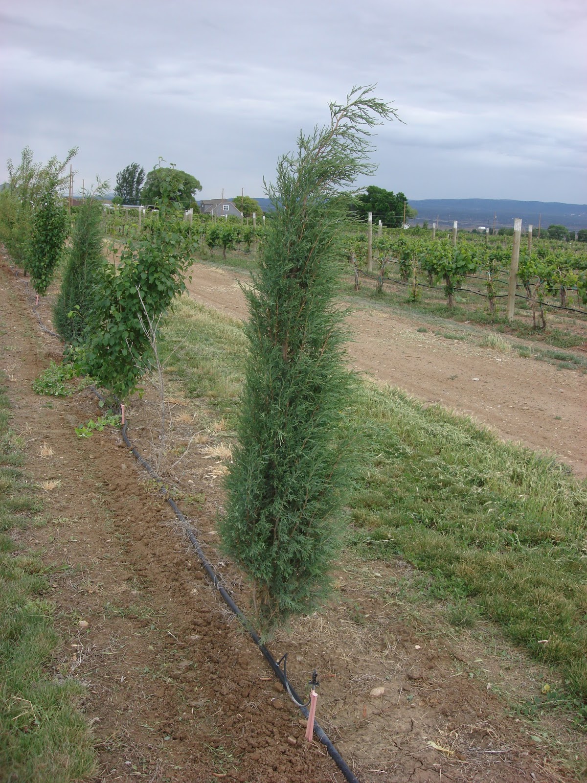COHorts Colorado MultiSite Woody Plant Trials