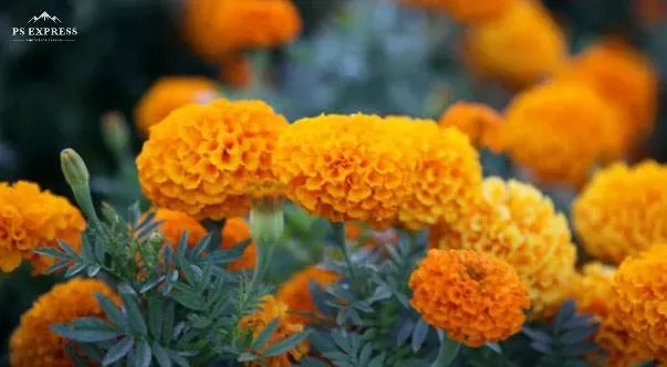Marigold